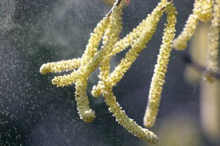 Les quantités de pollen restent encore faibles, le noisetier ayant besoin de soleil et de températures supérieures à 5 degrés pour fleurir.